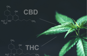 Jaka jest różnica między THC a CBD?