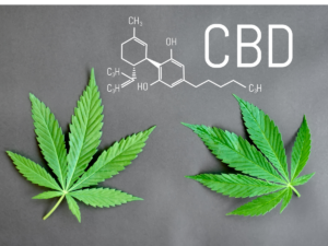 CBD w leczeniu chorób