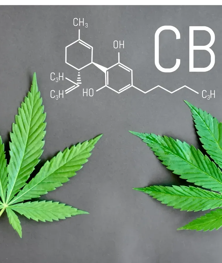 CBD w leczeniu chorób