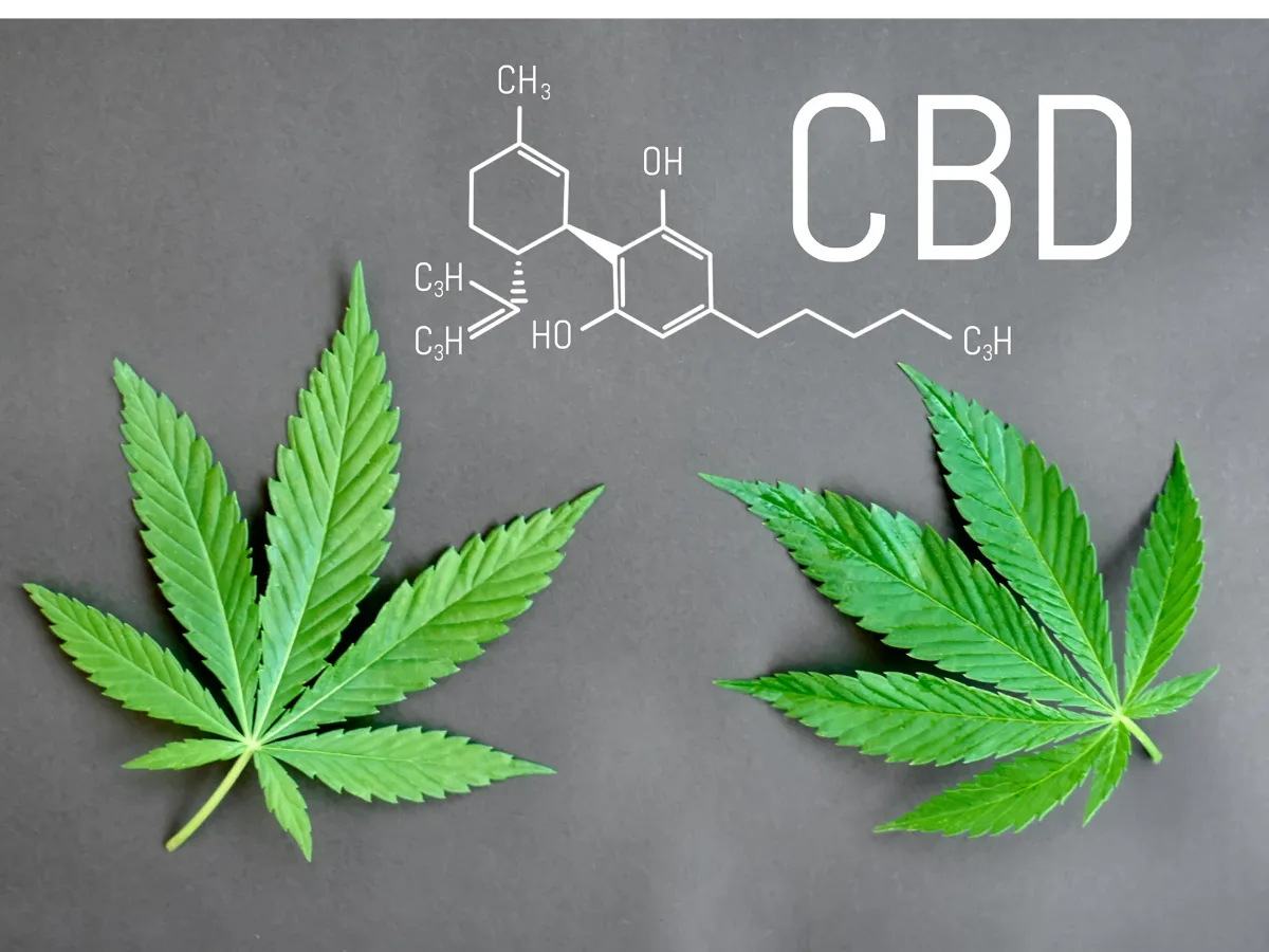 CBD w leczeniu chorób