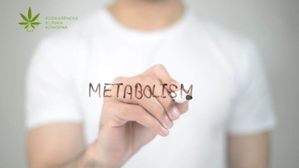 Metabolizm THC i CBD – droga kannabinoidów przez ludzki organizm
