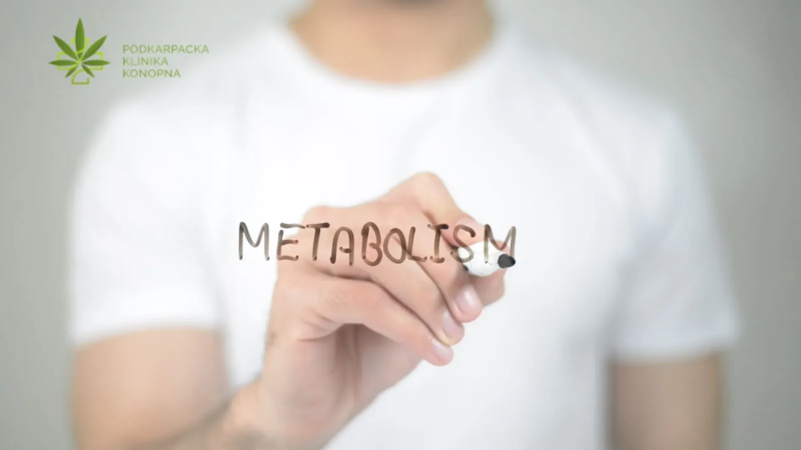Metabolizm THC i CBD – droga kannabinoidów przez ludzki organizm