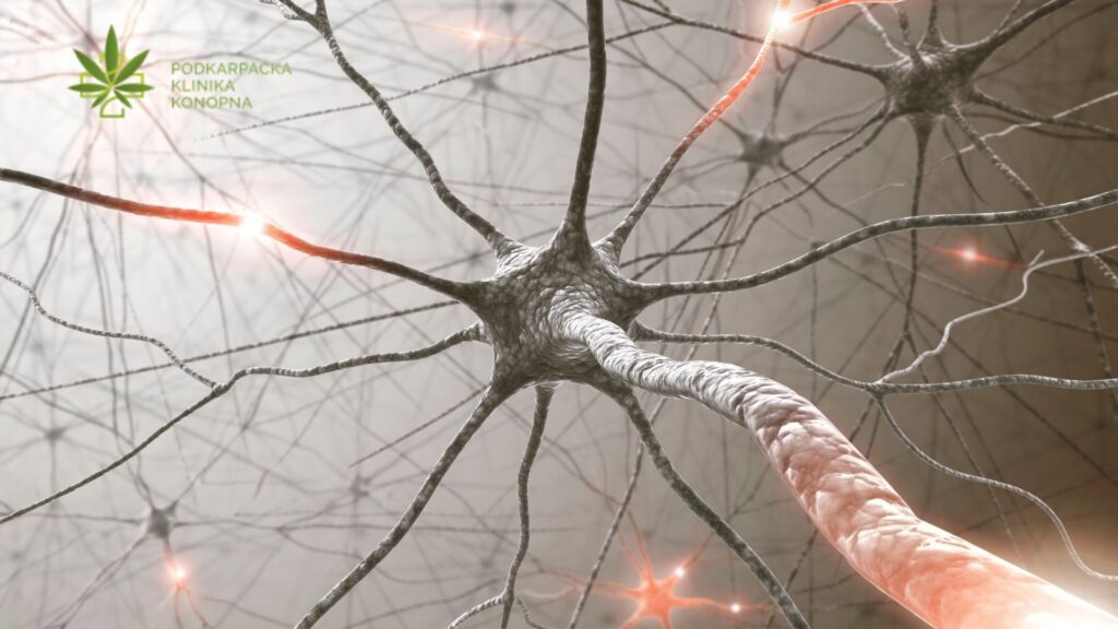 Czy marihuana medyczna redukuje tiki nerwowe? Mechanizm działania i skuteczność terapii
