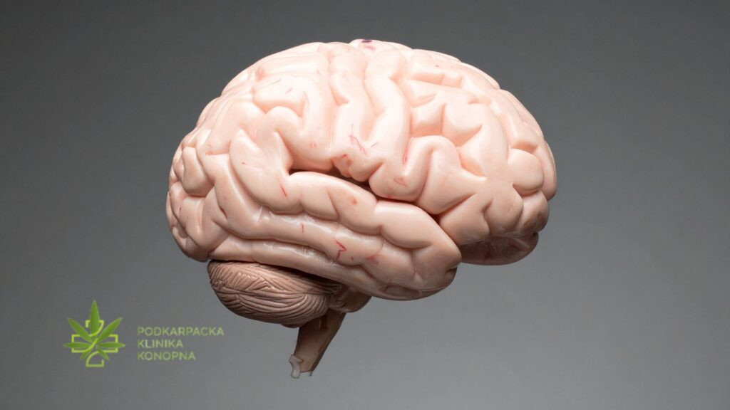 Medyczna marihuana a funkcje poznawcze – jak terapia wpływa na pracę Twojego mózgu?